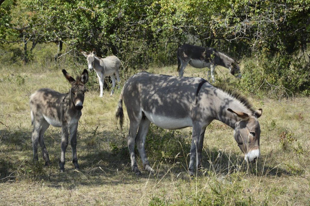 05_Mátrai Bivalyrezervátum_1