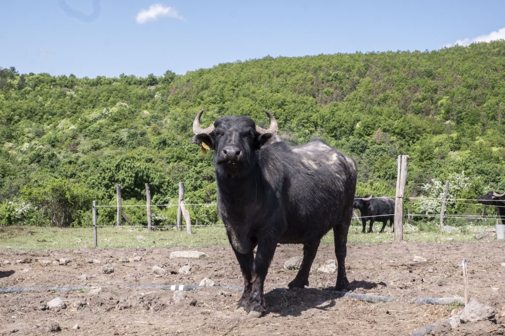 P2630824-JPG másolata