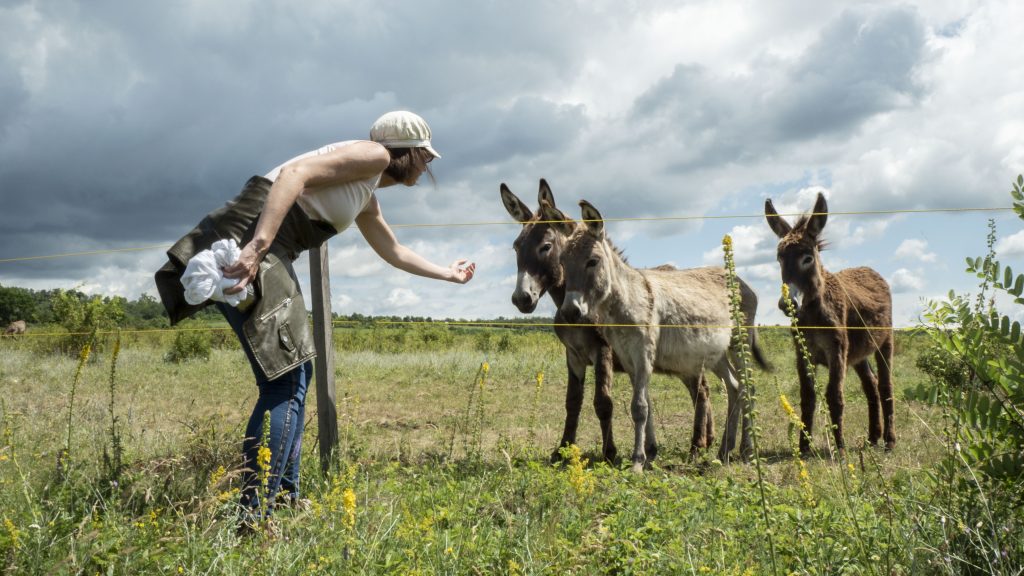 P2660564-JPG másolata