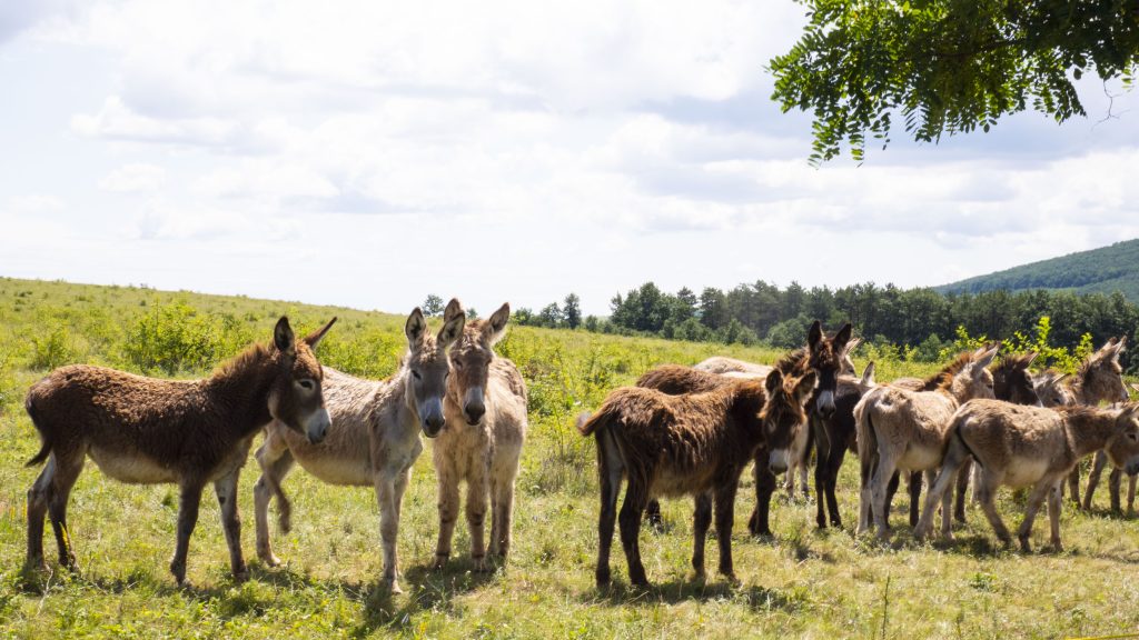 P2660573-JPG másolata